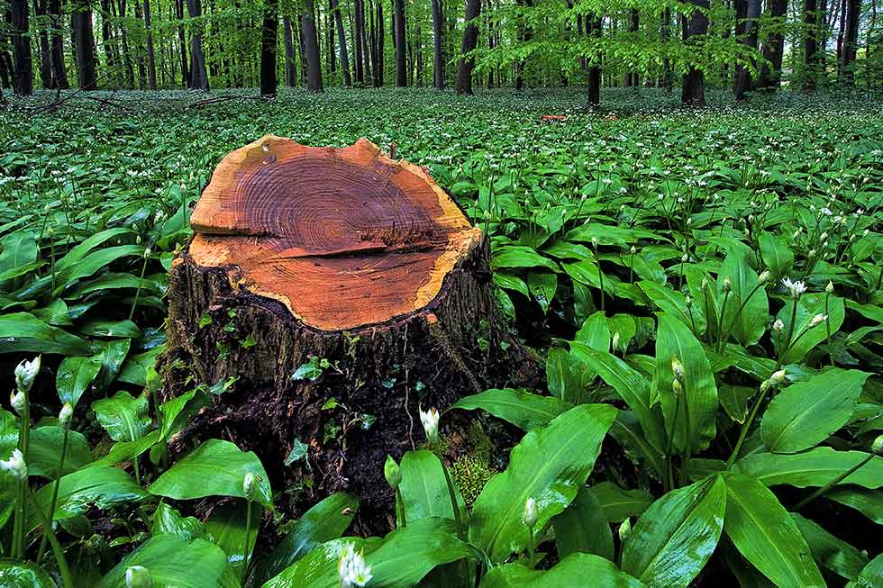 Nachteile einer zu scharfen Optik!