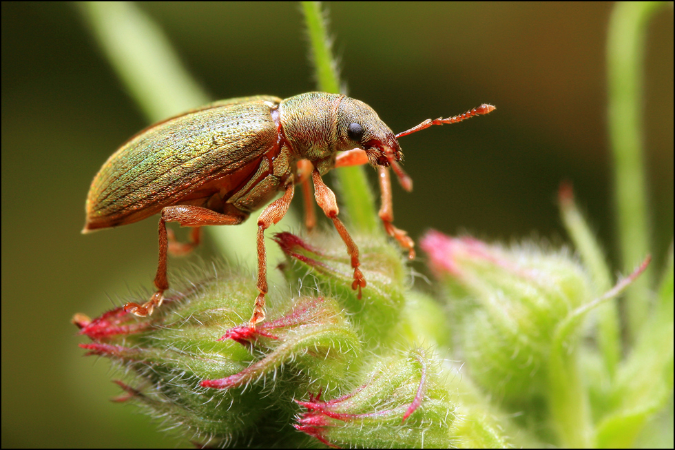 Insekten im großen Torfmoor