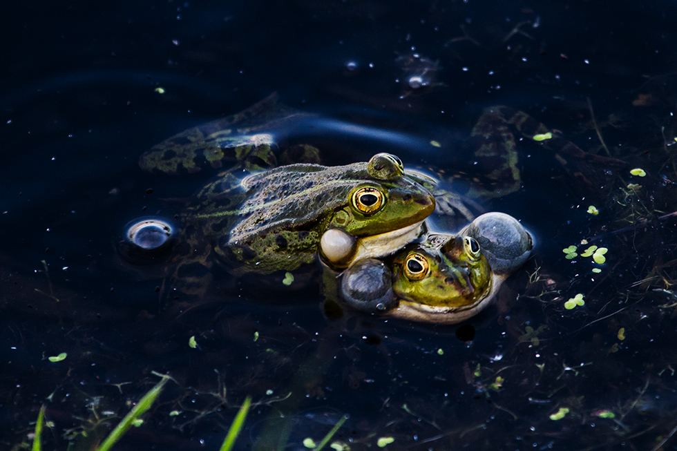 Frösche im großen Torfmoor