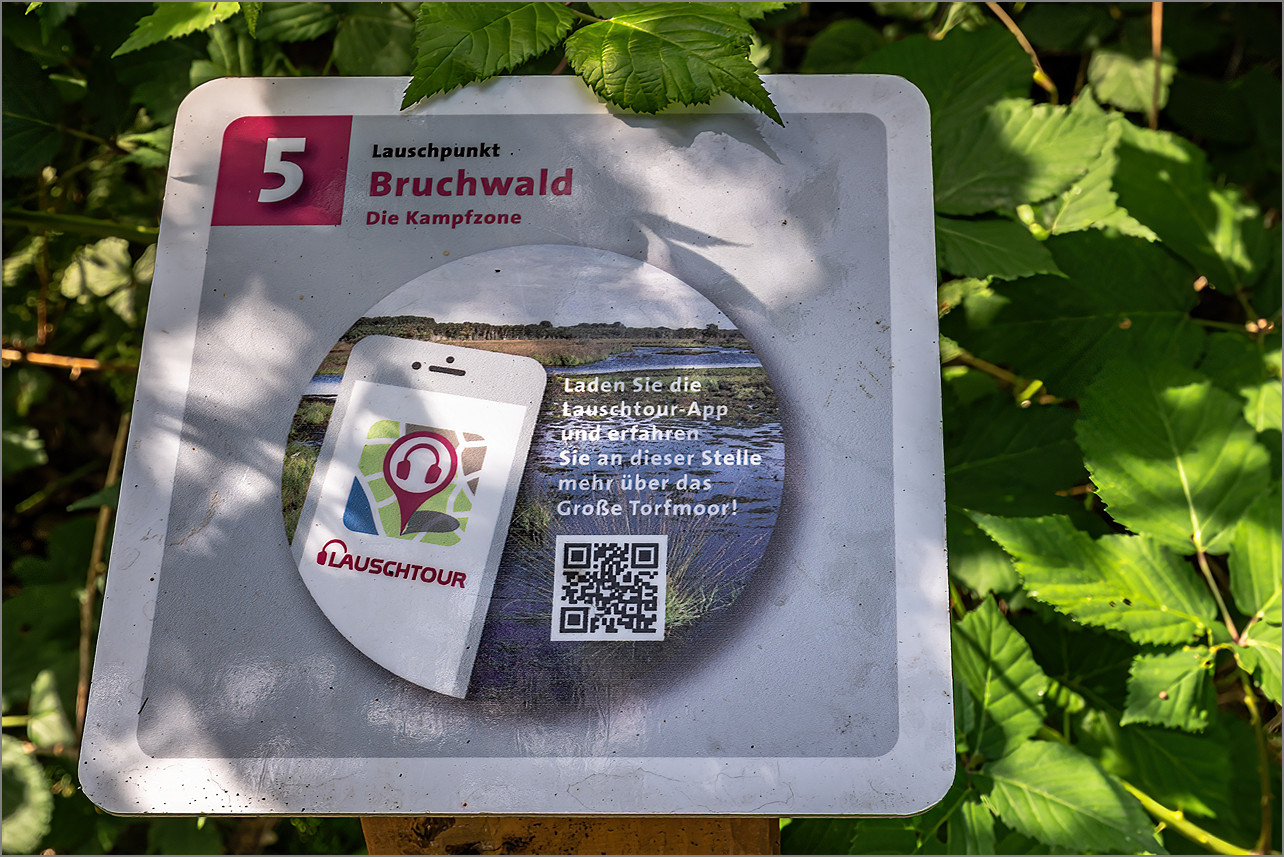 Bruchwald im Großen Torfmoor.