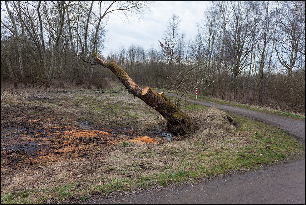 Verstümmelte Schwarzerle im großen Torfmoor