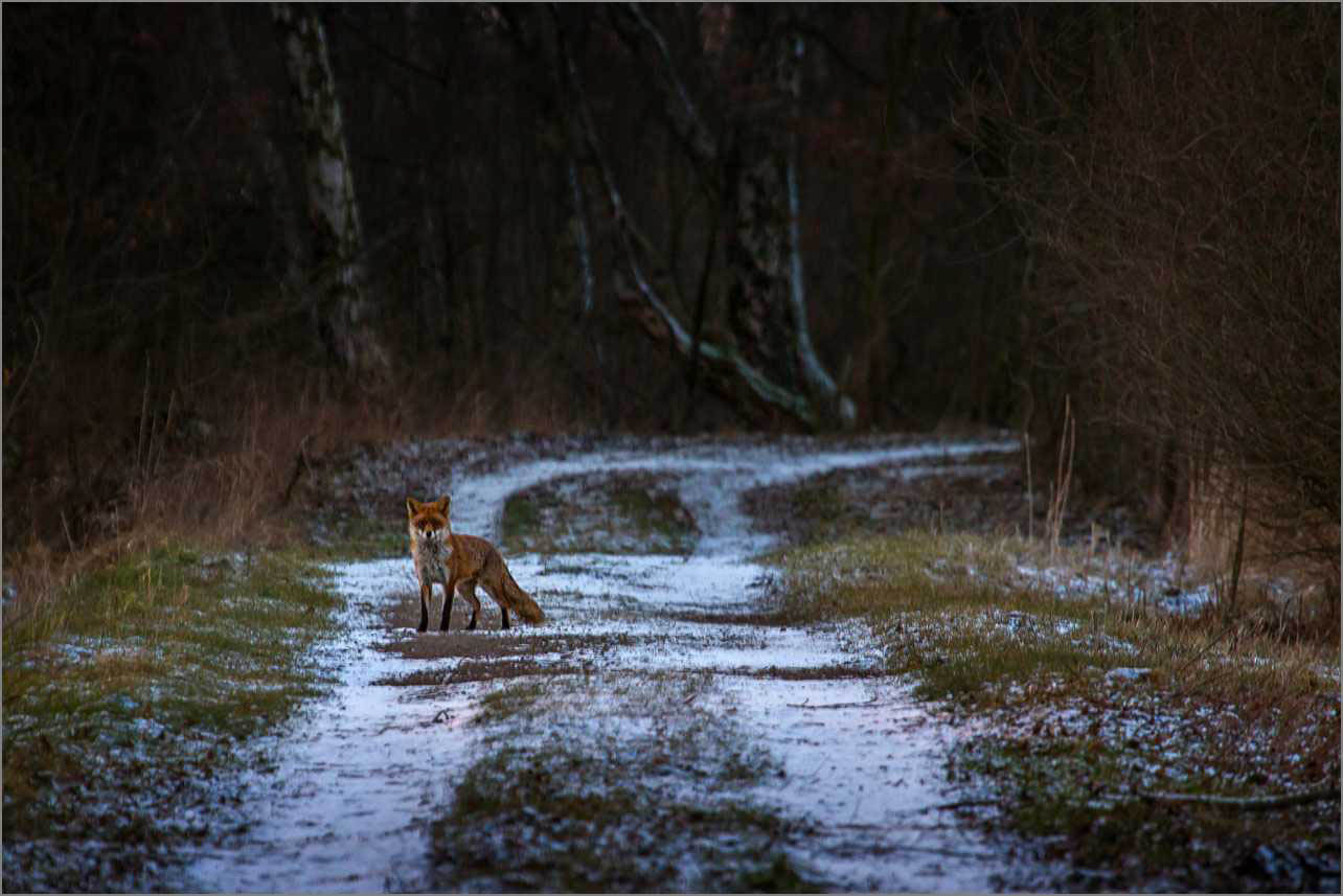 Wildtieren wie dem Fuchs bietet das NSG großes Torfmoor leider keinen Schutz.