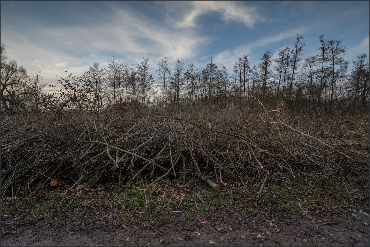 Gefällte Erlen im großen Torfmoor