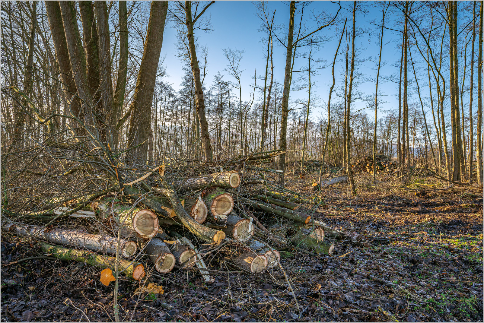 Waldstück mit hoher thermischer Ausgleichsfunktion 2024. Waldstück mit hoher thermischer Ausgleichsfunktion 2024.
