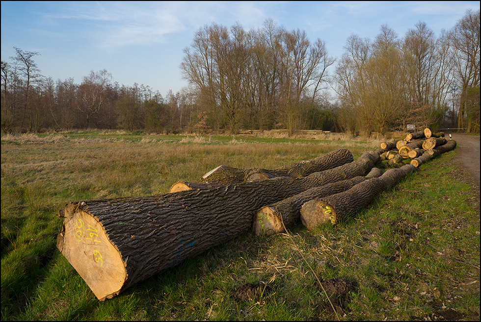 Gefällte Pappeln im großen Torfmoor
