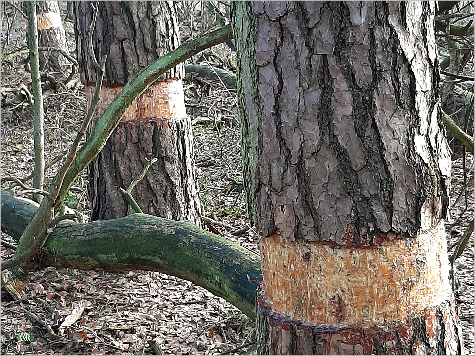 Eingriffe im Hühnermoor bei Gütersloh