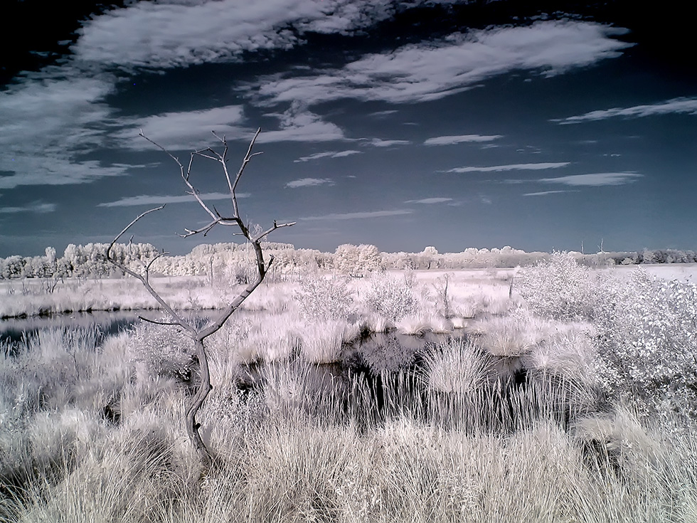 Infrarotfotografie abgestorbener Baum im Moor
