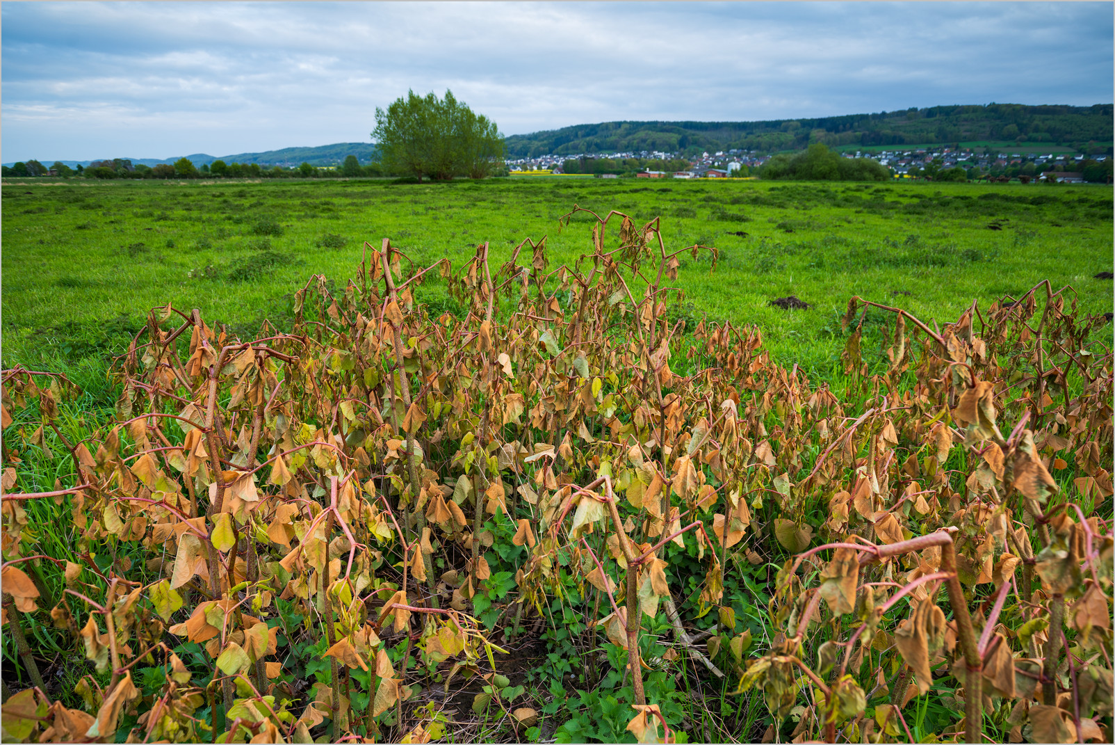 Herbizide im großen Torfmoor? Japanischer Staudenknöterich April 2024.  Japanischer Staudenknöterich mit Herbizid-Symptom
