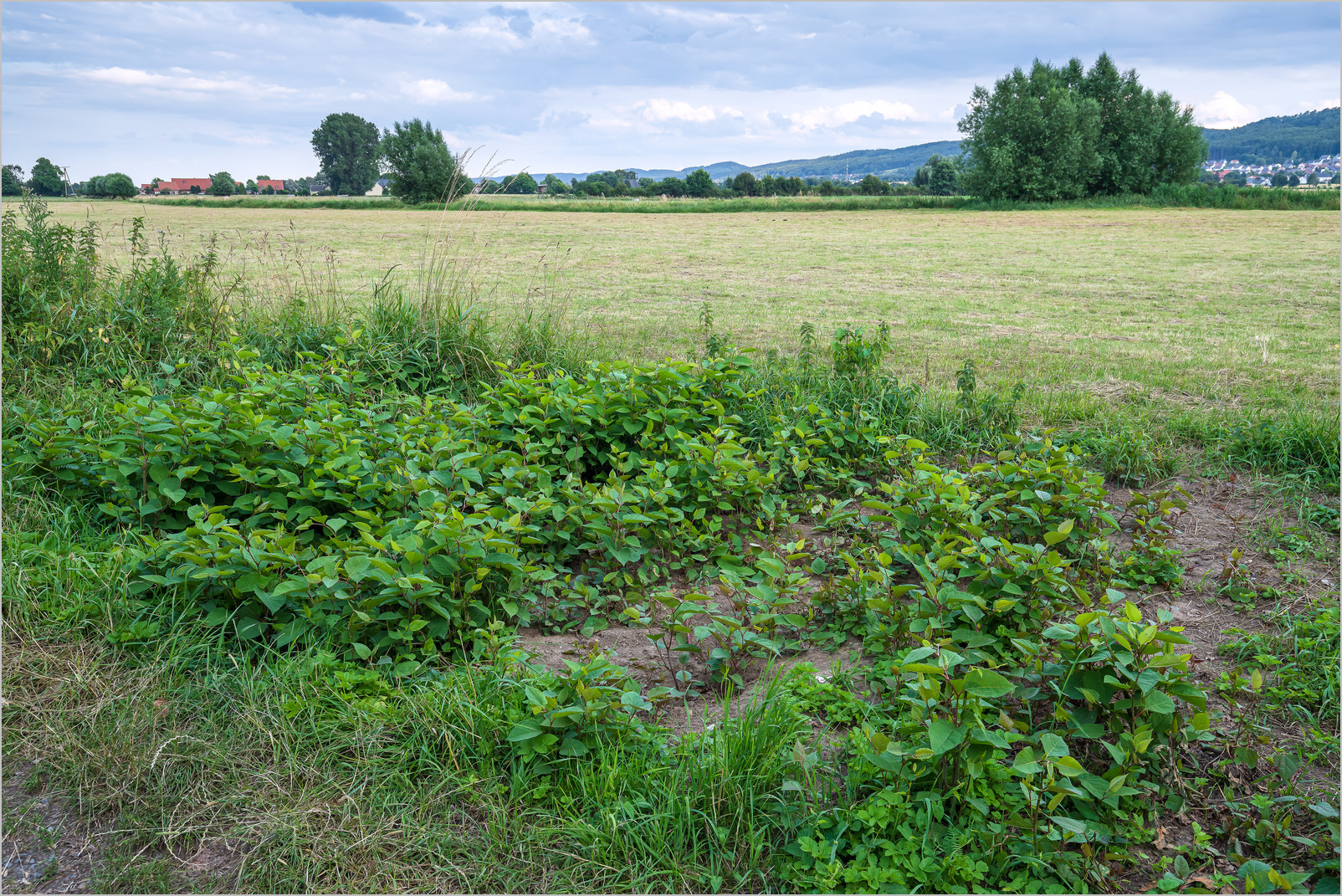 Japanischer Staudenknöterich im großen Torfmoor Japanischer Staudenknöterich im Großen Torfmoor.