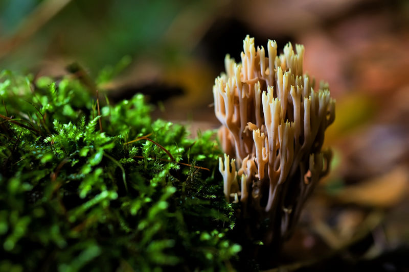 Korallenpilz auf Totholz im Wiehengebirge