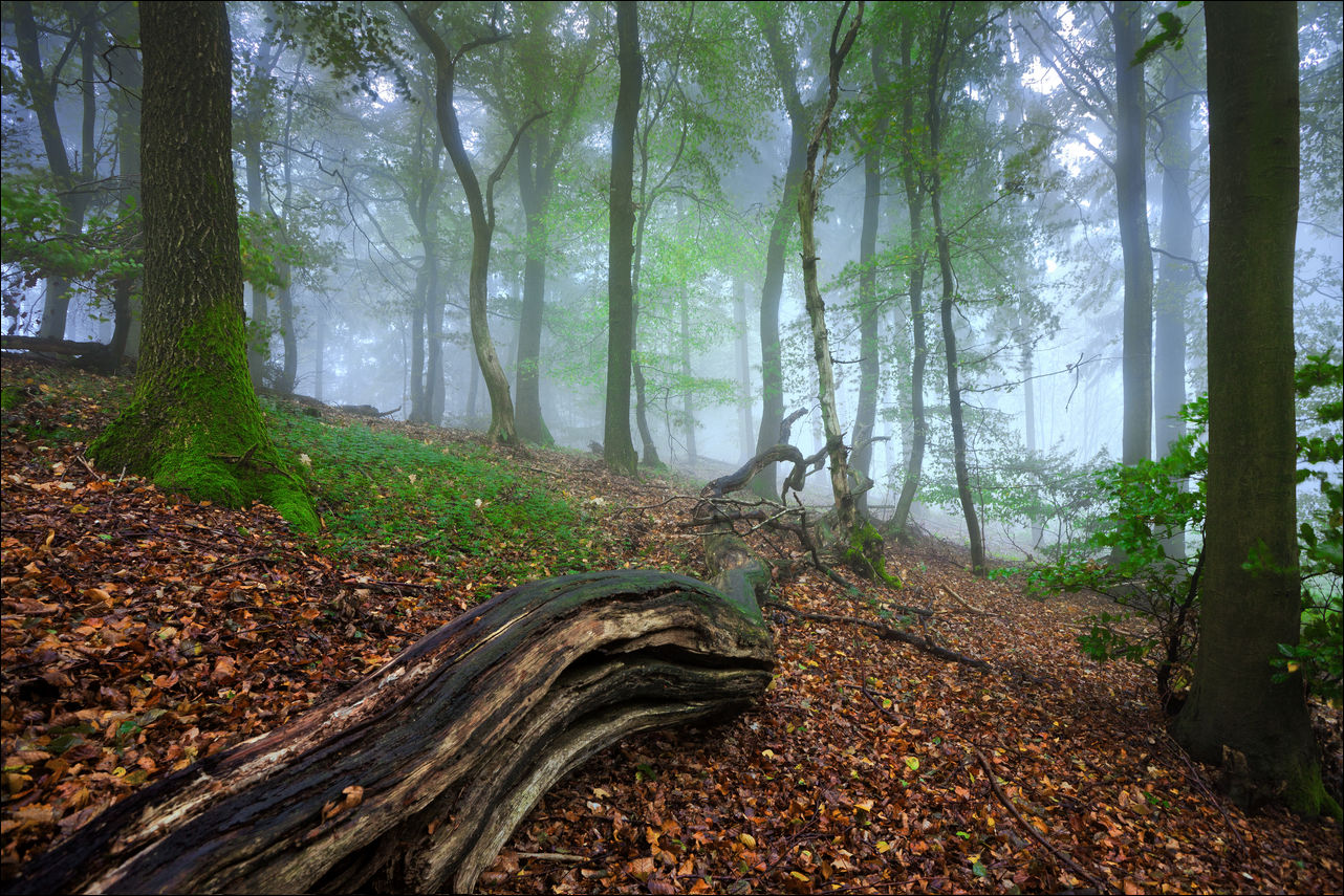 Mischwald im Wiehengebirge