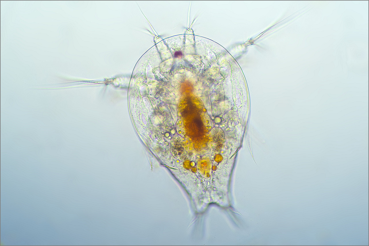 Mikrofotografie: Larve des Ruderfußkrebs (Nauplius).  