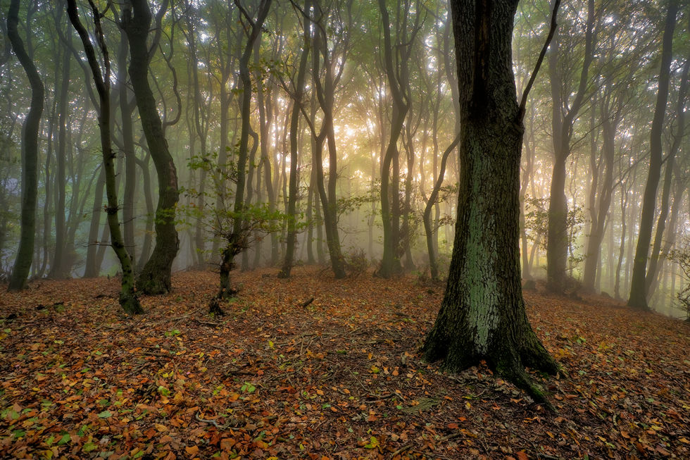 Morgennebel über dem Wiehengebirge