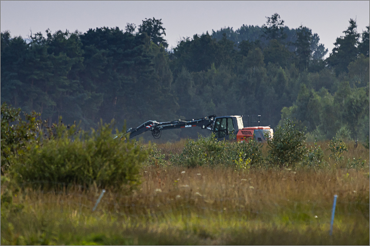 Seltene Arten im großen Torfmoor