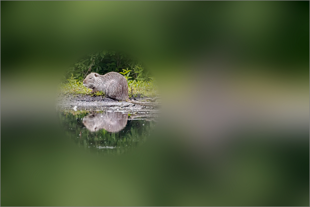 Nutria im großen Torfmoor