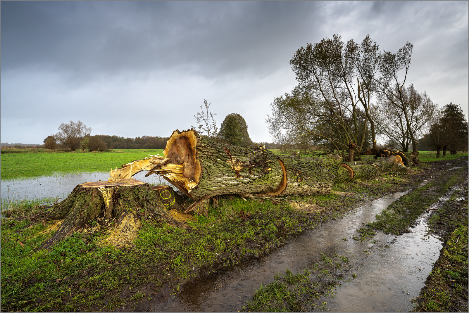Kahlschlag im großen Torfmoor 2023 Gefällte Pappeln im großen Torfmoor, November 2023