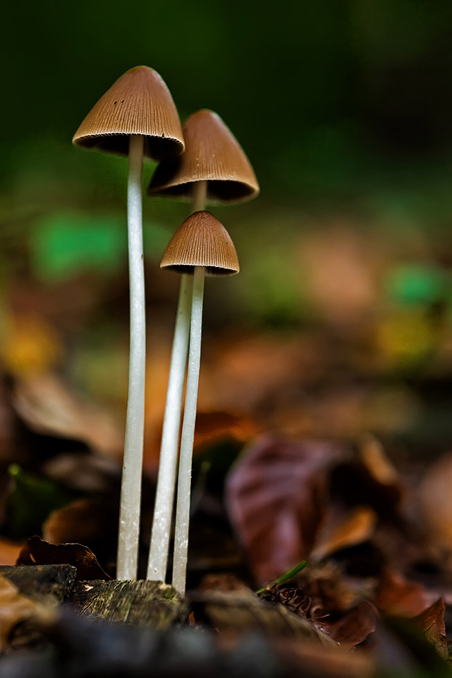 Pilze im Wiehengebirge.
