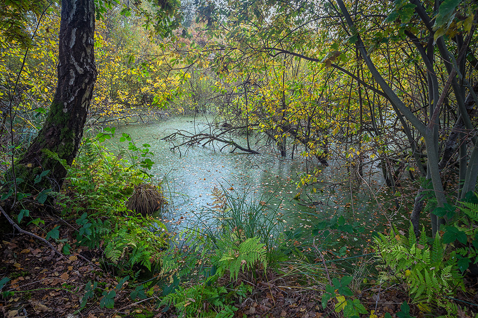 Sumpf und Bruchwald im westlichen großen Torfmoor