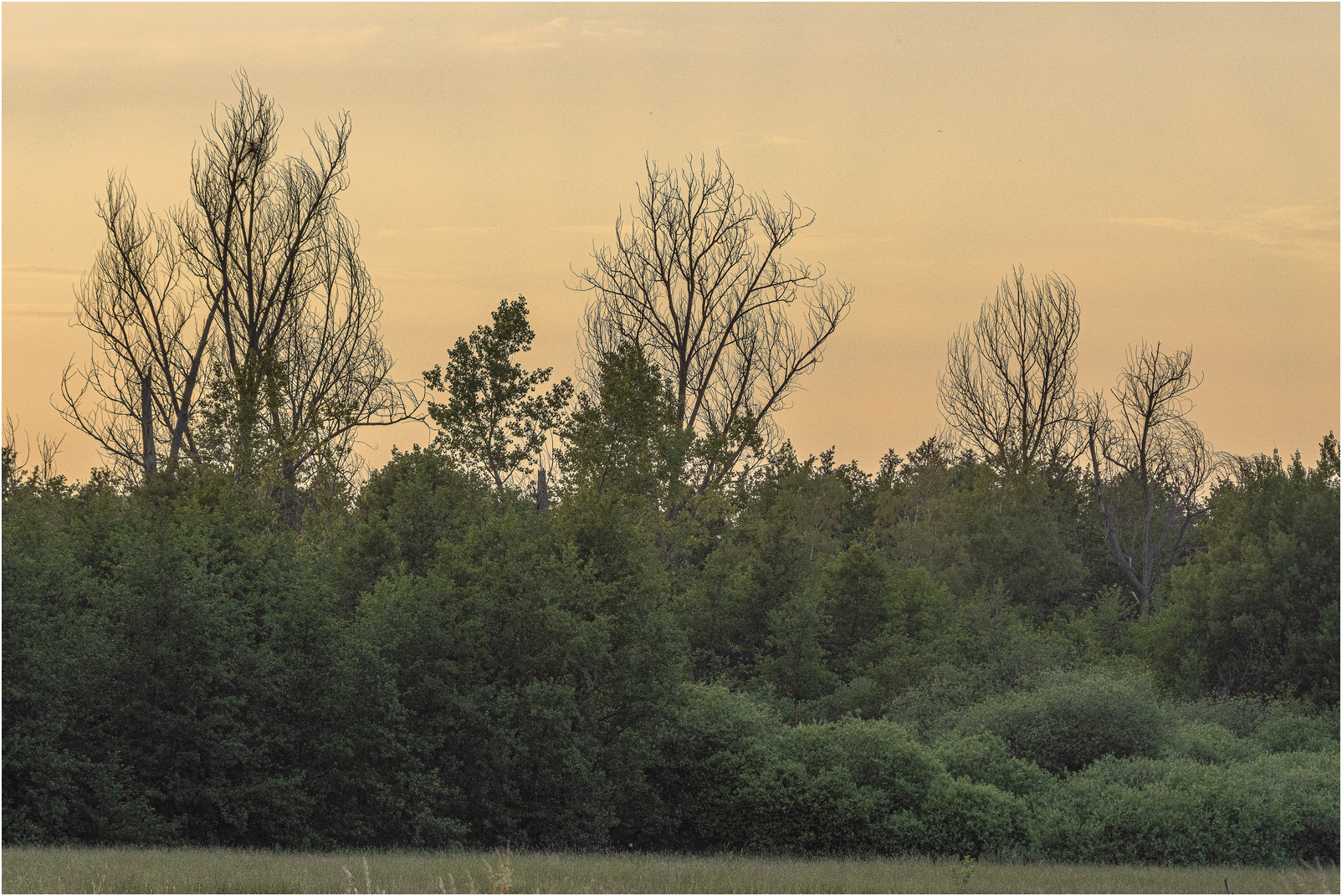 abgetötete Pappeln im großen Torfmoor. Abgetötete Pappeln im großen Torfmoor.