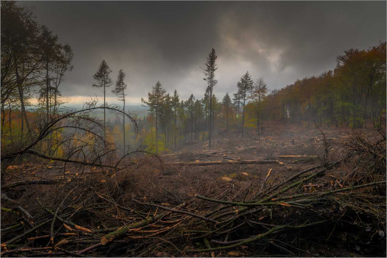 Das Wiehengebirge im Klimawandel
