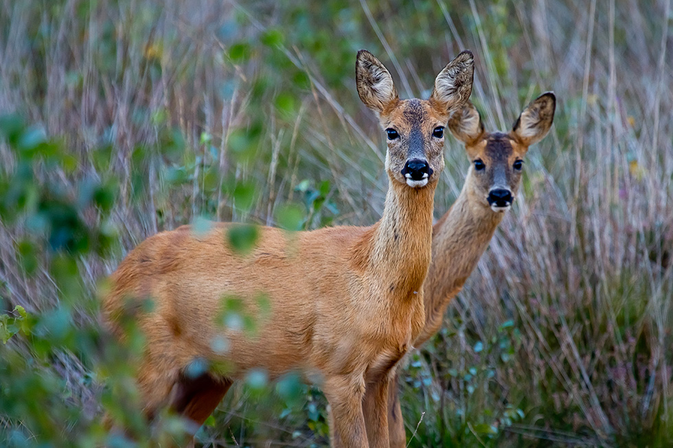 Wildtiere im großen Torfmoor
