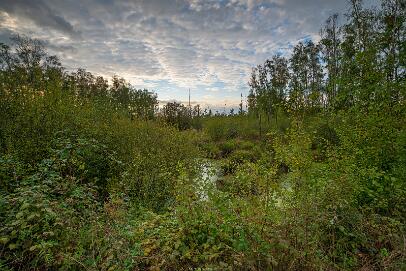 Bastauwiesen und Moor Nr 100