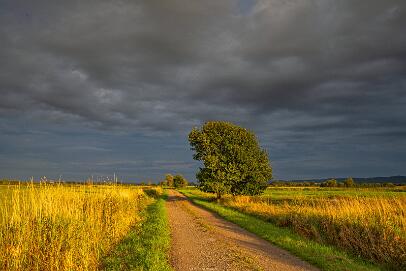 Bastauwiesen und Moor Nr 102