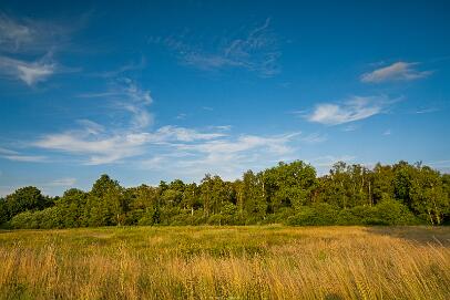 Bastauwiesen und Moor Nr 19