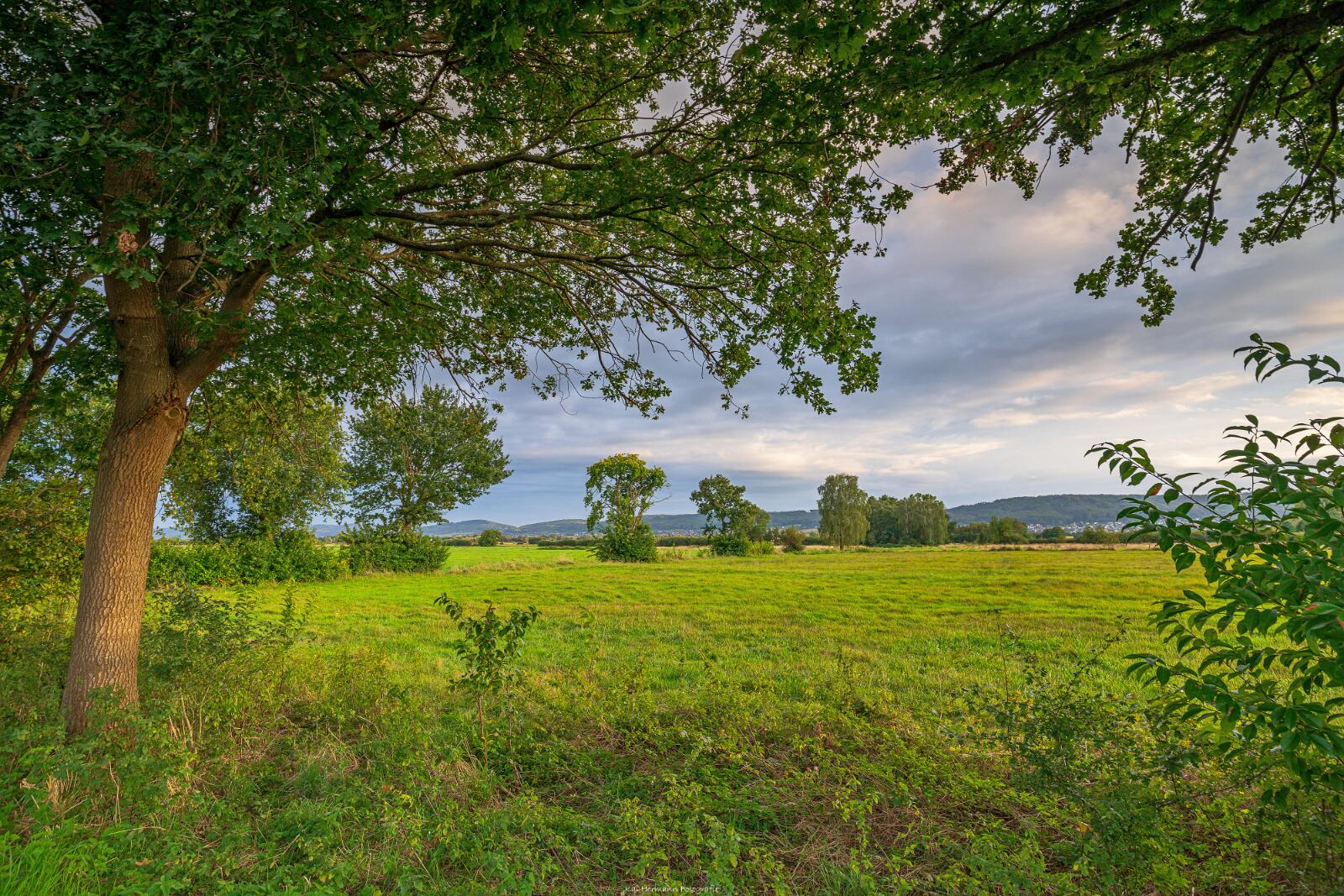 Biologisch und Ortsklima/Mikroklima relevante Bäume, Waldgebiete, Bruchwälder, Wasserflächen und Übergangsbereiche in den Naturschutzgebieten Bastauwiesen und Großes Torfmoor im Kreis Minden-Lübbecke, NRW. Bastauwiesen und Großes Torfmoor. Fotos: Stand 2024.