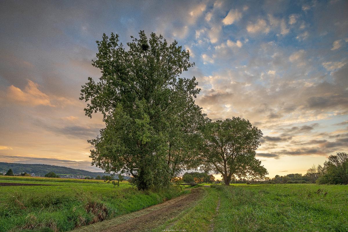 Biologisch und Ortsklima/Mikroklima relevante Bäume, Waldgebiete, Bruchwälder, Wasserflächen und Übergangsbereiche in den Naturschutzgebieten Bastauwiesen und Großes Torfmoor im Kreis Minden-Lübbecke, NRW. Bastauwiesen und Großes Torfmoor. Fotos: Stand 2024.