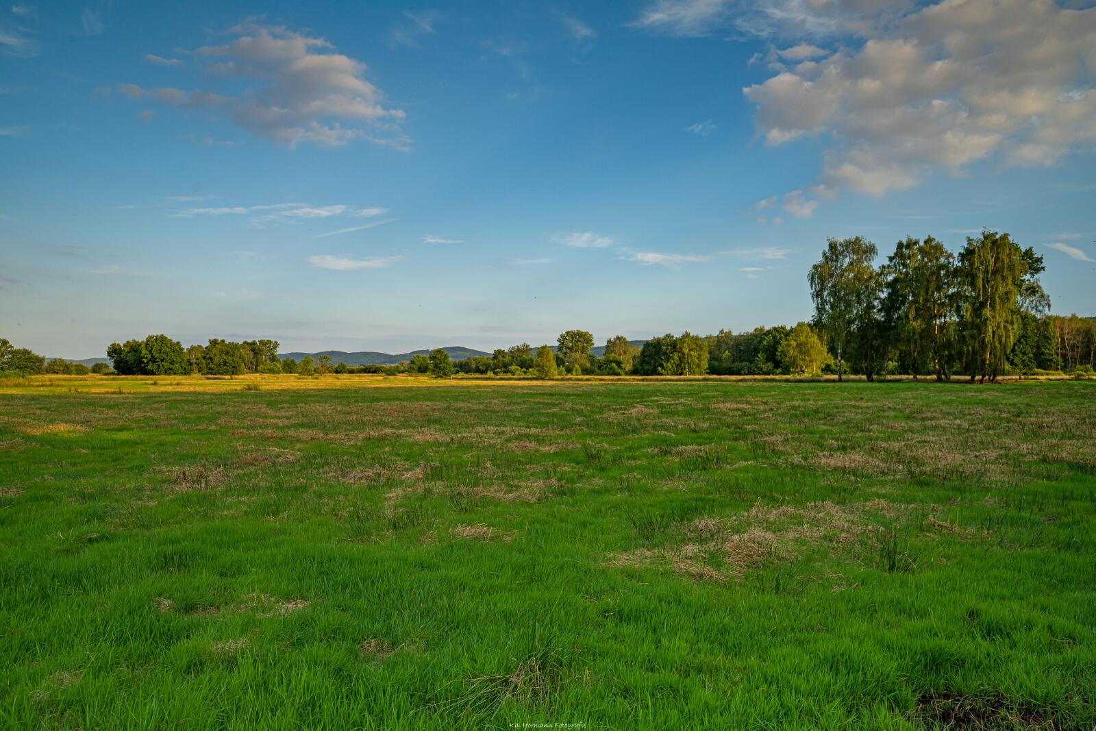 Biologisch und Ortsklima/Mikroklima relevante Bäume, Waldgebiete, Bruchwälder, Wasserflächen und Übergangsbereiche in den Naturschutzgebieten Bastauwiesen und Großes Torfmoor im Kreis Minden-Lübbecke, NRW. Bastauwiesen und Großes Torfmoor. Fotos: Stand 2024.