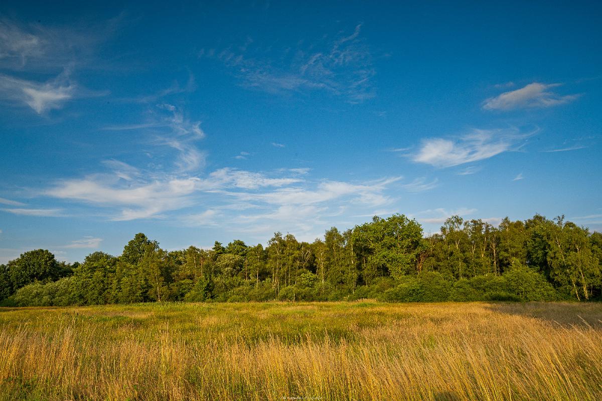 Biologisch und Ortsklima/Mikroklima relevante Bäume, Waldgebiete, Bruchwälder, Wasserflächen und Übergangsbereiche in den Naturschutzgebieten Bastauwiesen und Großes Torfmoor im Kreis Minden-Lübbecke, NRW. Bastauwiesen und Großes Torfmoor. Fotos: Stand 2024.