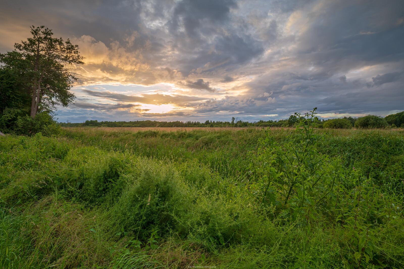 Biologisch und Ortsklima/Mikroklima relevante Bäume, Waldgebiete, Bruchwälder, Wasserflächen und Übergangsbereiche in den Naturschutzgebieten Bastauwiesen und Großes Torfmoor im Kreis Minden-Lübbecke, NRW. Bastauwiesen und Großes Torfmoor. Fotos: Stand 2024.