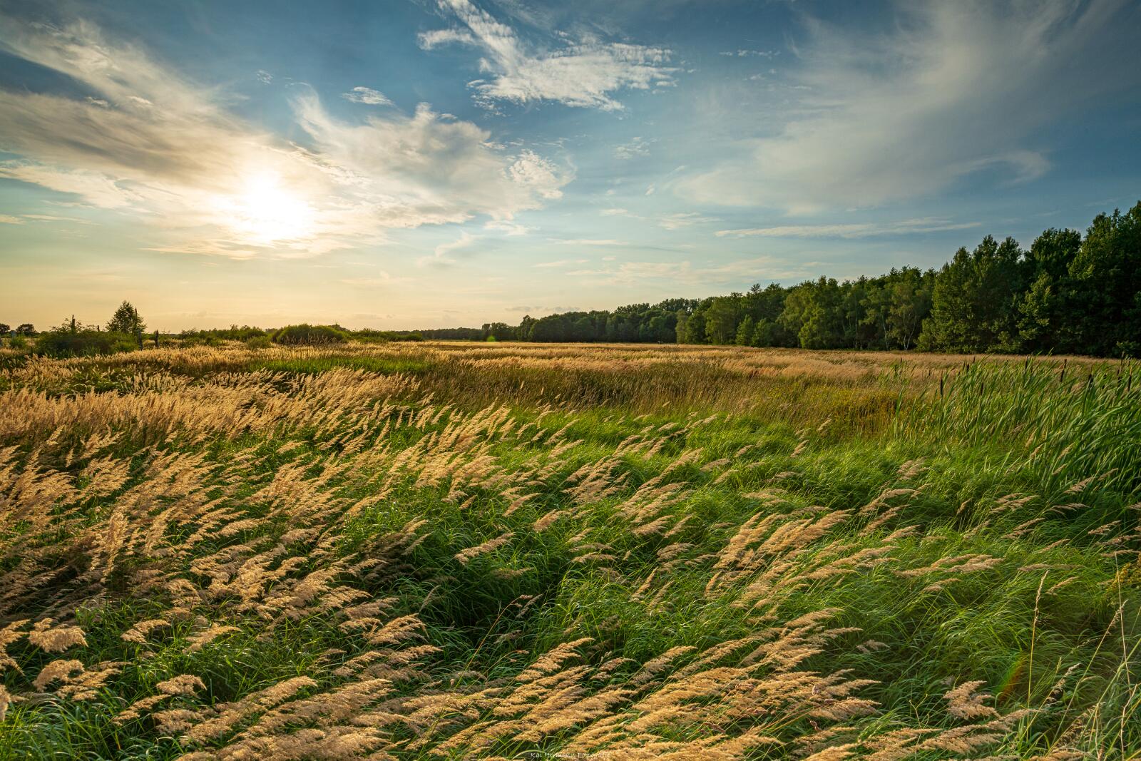 Biologisch und Ortsklima/Mikroklima relevante Bäume, Waldgebiete, Bruchwälder, Wasserflächen und Übergangsbereiche in den Naturschutzgebieten Bastauwiesen und Großes Torfmoor im Kreis Minden-Lübbecke, NRW. Bastauwiesen und Großes Torfmoor. Fotos: Stand 2024.