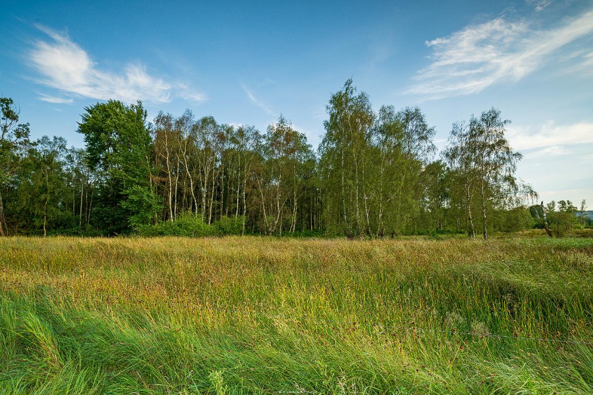 Biologisch und Ortsklima/Mikroklima relevante Bäume, Waldgebiete, Bruchwälder, Wasserflächen und Übergangsbereiche in den Naturschutzgebieten Bastauwiesen und Großes Torfmoor im Kreis Minden-Lübbecke, NRW. Bastauwiesen und Großes Torfmoor. Fotos: Stand 2024.