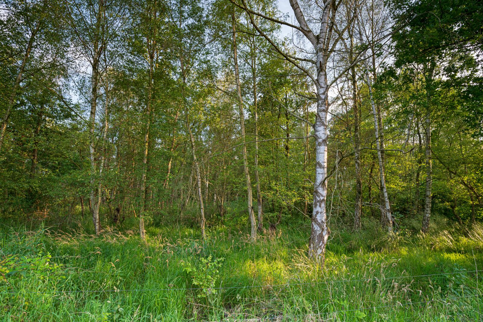 Biologisch und Ortsklima/Mikroklima relevante Bäume, Waldgebiete, Bruchwälder, Wasserflächen und Übergangsbereiche in den Naturschutzgebieten Bastauwiesen und Großes Torfmoor im Kreis Minden-Lübbecke, NRW. Bastauwiesen und Großes Torfmoor. Fotos: Stand 2024.