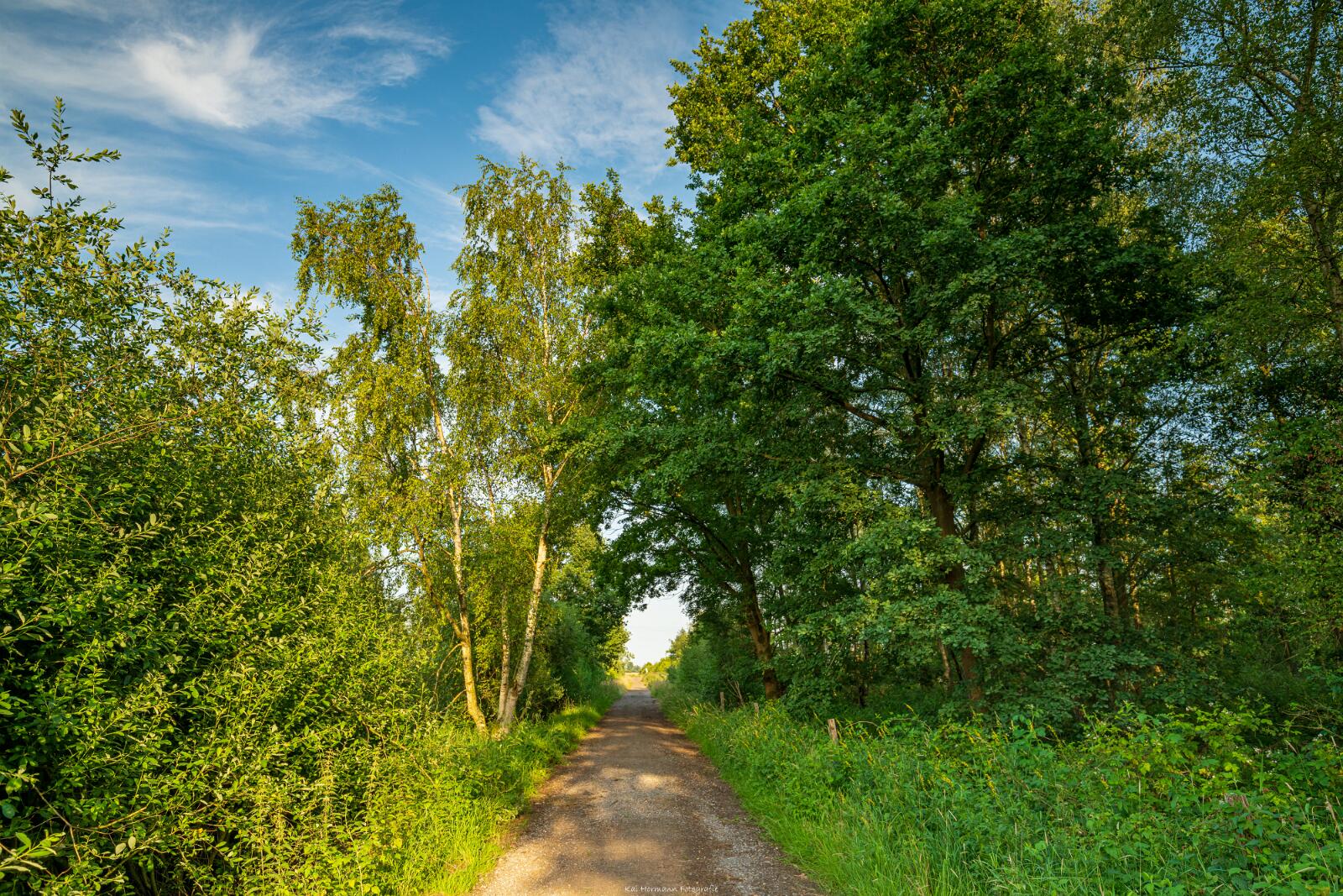 Biologisch und Ortsklima/Mikroklima relevante Bäume, Waldgebiete, Bruchwälder, Wasserflächen und Übergangsbereiche in den Naturschutzgebieten Bastauwiesen und Großes Torfmoor im Kreis Minden-Lübbecke, NRW. Bastauwiesen und Großes Torfmoor. Fotos: Stand 2024.