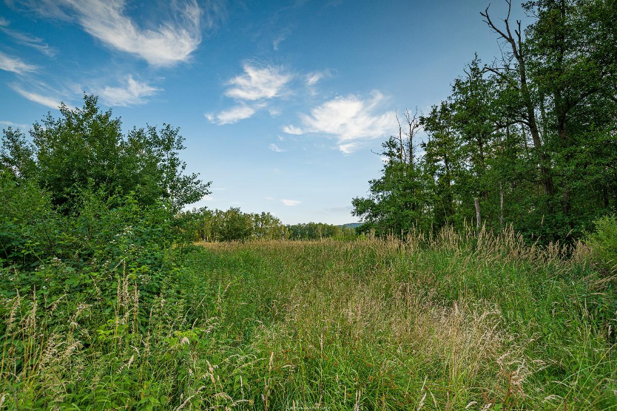 Biologisch und Ortsklima/Mikroklima relevante Bäume, Waldgebiete, Bruchwälder, Wasserflächen und Übergangsbereiche in den Naturschutzgebieten Bastauwiesen und Großes Torfmoor im Kreis Minden-Lübbecke, NRW. Bastauwiesen und Großes Torfmoor. Fotos: Stand 2024.