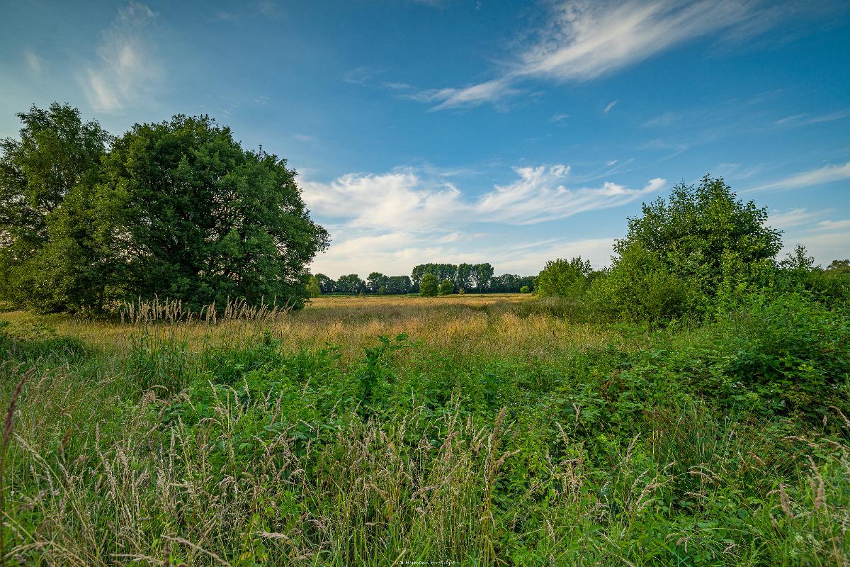 Biologisch und Ortsklima/Mikroklima relevante Bäume, Waldgebiete, Bruchwälder, Wasserflächen und Übergangsbereiche in den Naturschutzgebieten Bastauwiesen und Großes Torfmoor im Kreis Minden-Lübbecke, NRW. Bastauwiesen und Großes Torfmoor. Fotos: Stand 2024.