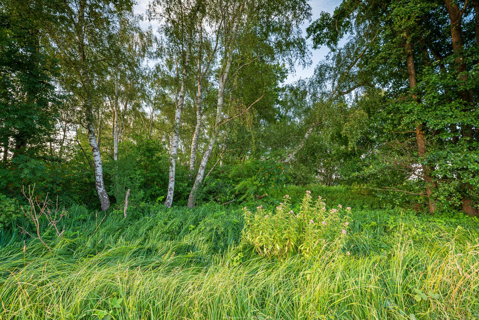 Biologisch und Ortsklima/Mikroklima relevante Bäume, Waldgebiete, Bruchwälder, Wasserflächen und Übergangsbereiche in den Naturschutzgebieten Bastauwiesen und Großes Torfmoor im Kreis Minden-Lübbecke, NRW. Bastauwiesen und Großes Torfmoor. Fotos: Stand 2024.