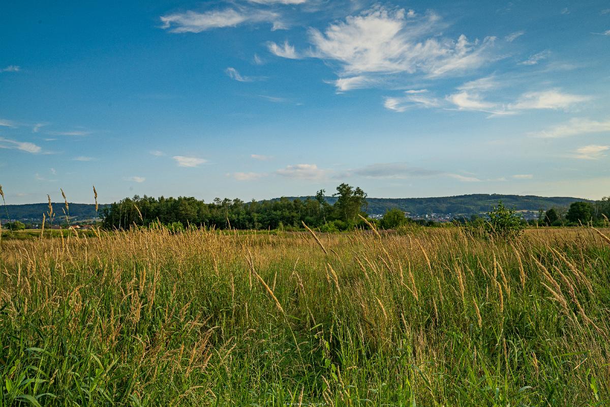 Biologisch und Ortsklima/Mikroklima relevante Bäume, Waldgebiete, Bruchwälder, Wasserflächen und Übergangsbereiche in den Naturschutzgebieten Bastauwiesen und Großes Torfmoor im Kreis Minden-Lübbecke, NRW. Bastauwiesen und Großes Torfmoor. Fotos: Stand 2024.
