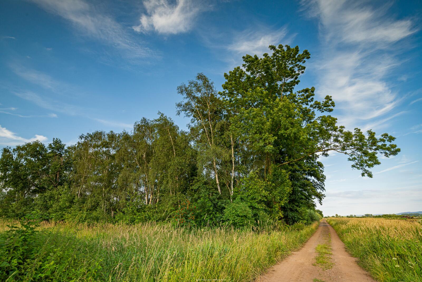 Biologisch und Ortsklima/Mikroklima relevante Bäume, Waldgebiete, Bruchwälder, Wasserflächen und Übergangsbereiche in den Naturschutzgebieten Bastauwiesen und Großes Torfmoor im Kreis Minden-Lübbecke, NRW. Bastauwiesen und Großes Torfmoor. Fotos: Stand 2024.
