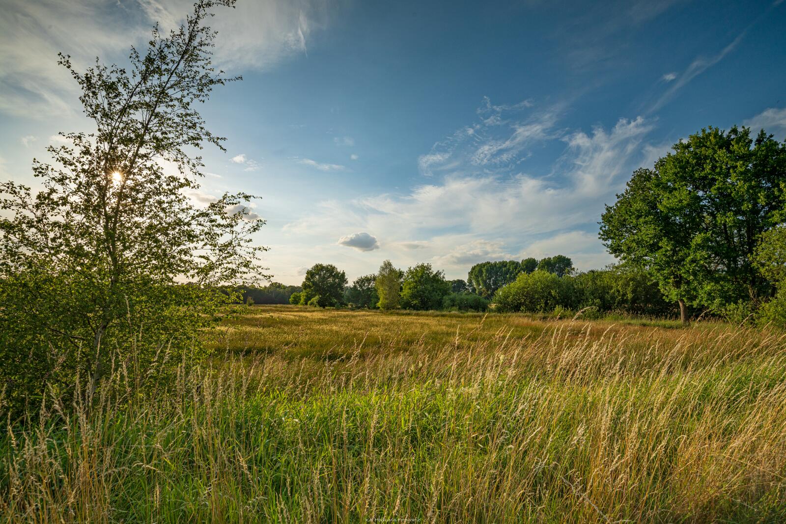 Biologisch und Ortsklima/Mikroklima relevante Bäume, Waldgebiete, Bruchwälder, Wasserflächen und Übergangsbereiche in den Naturschutzgebieten Bastauwiesen und Großes Torfmoor im Kreis Minden-Lübbecke, NRW. Bastauwiesen und Großes Torfmoor. Fotos: Stand 2024.