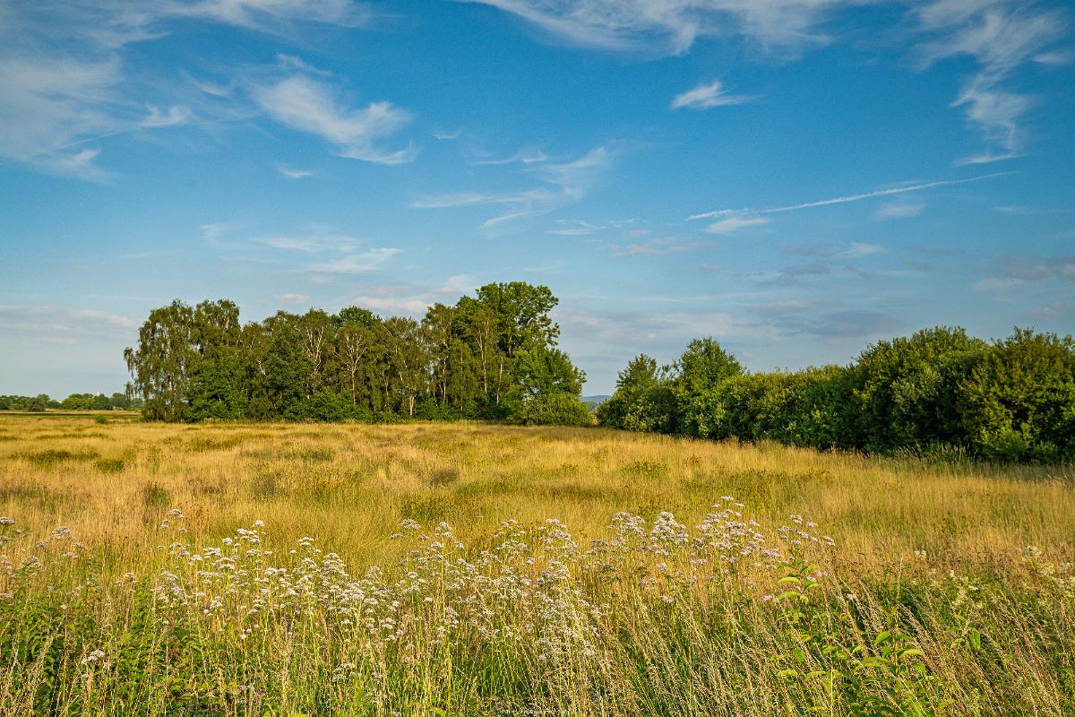 Biologisch und Ortsklima/Mikroklima relevante Bäume, Waldgebiete, Bruchwälder, Wasserflächen und Übergangsbereiche in den Naturschutzgebieten Bastauwiesen und Großes Torfmoor im Kreis Minden-Lübbecke, NRW. Bastauwiesen und Großes Torfmoor. Fotos: Stand 2024.