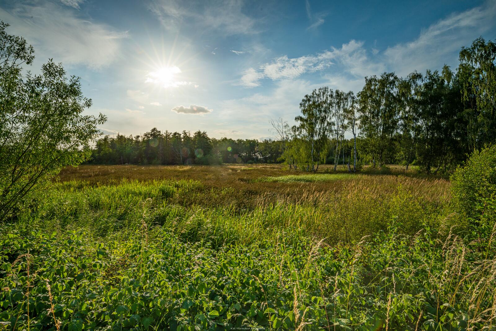 Biologisch und Ortsklima/Mikroklima relevante Bäume, Waldgebiete, Bruchwälder, Wasserflächen und Übergangsbereiche in den Naturschutzgebieten Bastauwiesen und Großes Torfmoor im Kreis Minden-Lübbecke, NRW. Bastauwiesen und Großes Torfmoor. Fotos: Stand 2024.