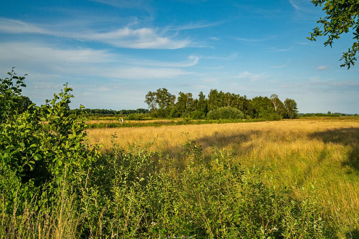 Biologisch und Ortsklima/Mikroklima relevante Bäume, Waldgebiete, Bruchwälder, Wasserflächen und Übergangsbereiche in den Naturschutzgebieten Bastauwiesen und Großes Torfmoor im Kreis Minden-Lübbecke, NRW. Bastauwiesen und Großes Torfmoor. Fotos: Stand 2024.