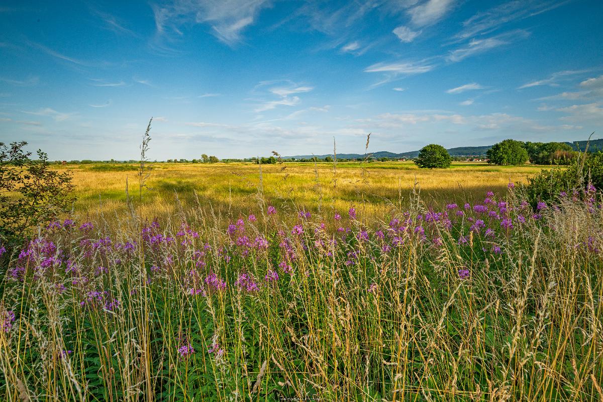 Biologisch und Ortsklima/Mikroklima relevante Bäume, Waldgebiete, Bruchwälder, Wasserflächen und Übergangsbereiche in den Naturschutzgebieten Bastauwiesen und Großes Torfmoor im Kreis Minden-Lübbecke, NRW. Bastauwiesen und Großes Torfmoor. Fotos: Stand 2024.