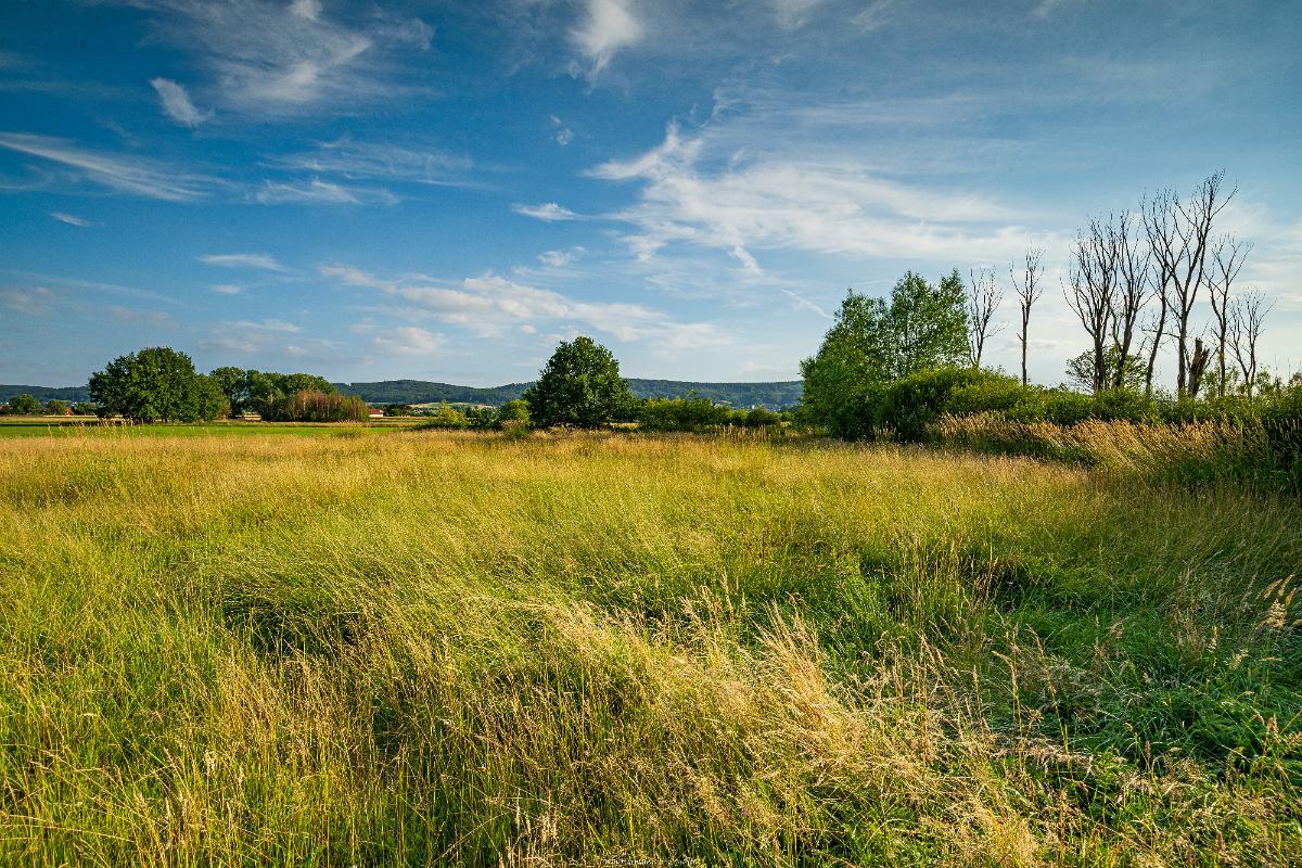 Biologisch und Ortsklima/Mikroklima relevante Bäume, Waldgebiete, Bruchwälder, Wasserflächen und Übergangsbereiche in den Naturschutzgebieten Bastauwiesen und Großes Torfmoor im Kreis Minden-Lübbecke, NRW. Bastauwiesen und Großes Torfmoor. Fotos: Stand 2024.