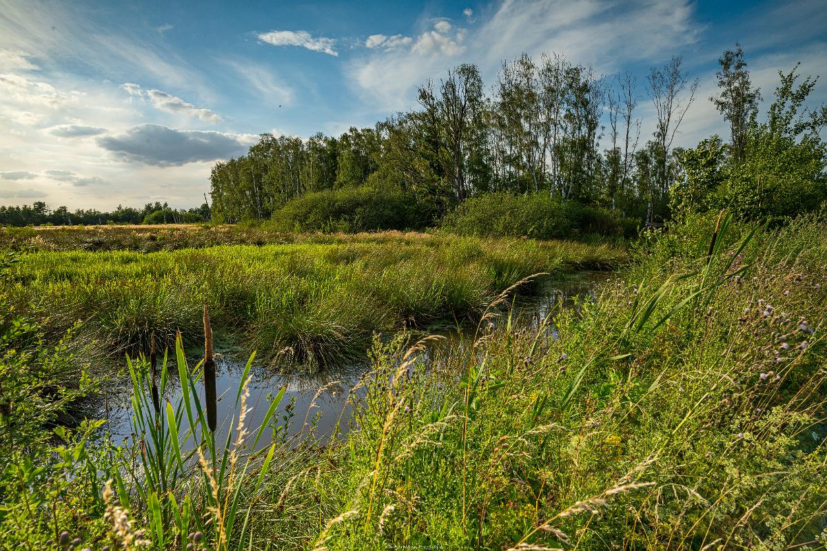 Biologisch und Ortsklima/Mikroklima relevante Bäume, Waldgebiete, Bruchwälder, Wasserflächen und Übergangsbereiche in den Naturschutzgebieten Bastauwiesen und Großes Torfmoor im Kreis Minden-Lübbecke, NRW. Bastauwiesen und Großes Torfmoor. Fotos: Stand 2024.
