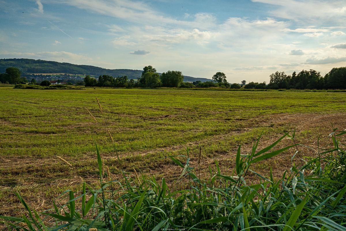 Biologisch und Ortsklima/Mikroklima relevante Bäume, Waldgebiete, Bruchwälder, Wasserflächen und Übergangsbereiche in den Naturschutzgebieten Bastauwiesen und Großes Torfmoor im Kreis Minden-Lübbecke, NRW. Bastauwiesen und Großes Torfmoor. Fotos: Stand 2024.